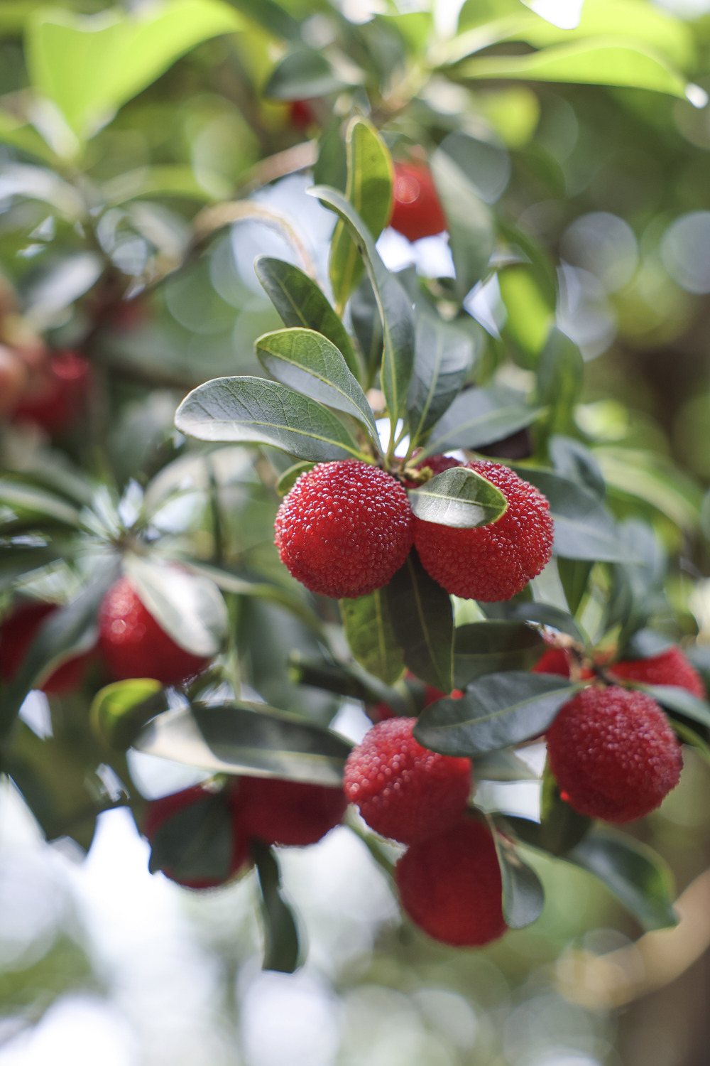 浙江慈溪:首批大棚生态杨梅上市