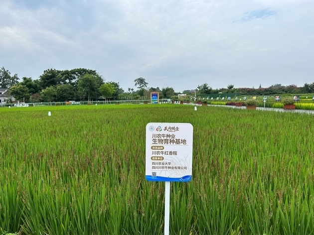 成都"温江造"川农牛红香糯达成全川种植万余亩 成功转化多种产品