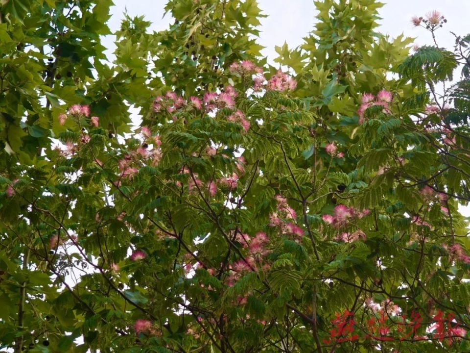 时下,东环公园儿童乐园里的合欢花开得正艳.