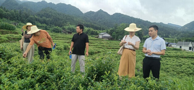 永顺县的产学研合作力度,扩大该县包括莓茶,猕猴桃,松柏大米等名优特
