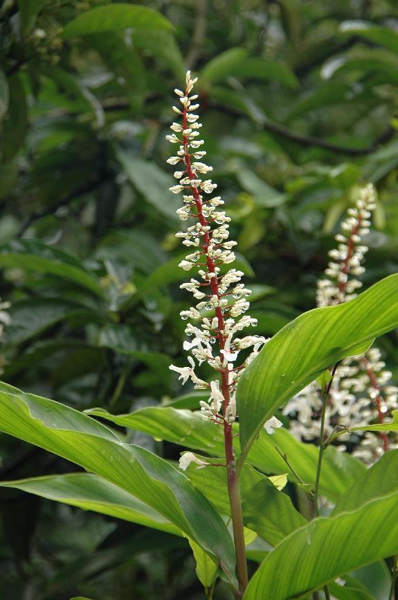 向阳而生,白头到老——闭鞘姜丨花颜鸟语