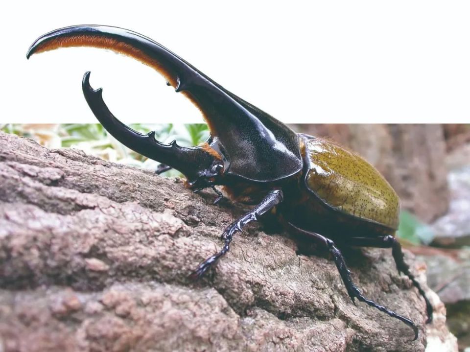 蜣螂的体型很小,长度在5~30毫米之间,一般情况下可以移动相当于自身