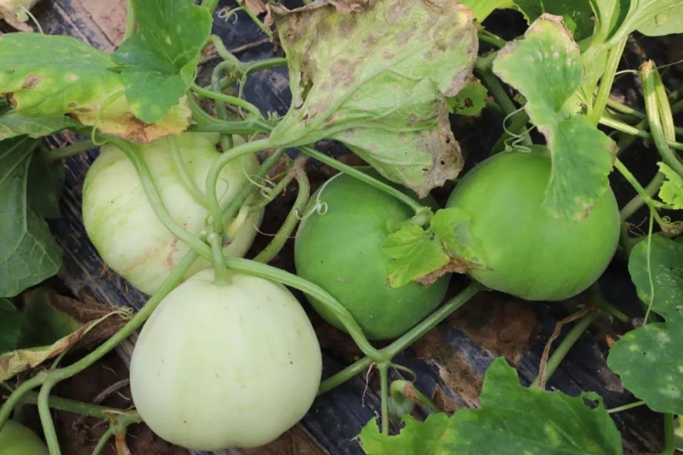 【乡村振兴】宁明:香瓜上市采摘忙 "甜蜜"产业促振兴