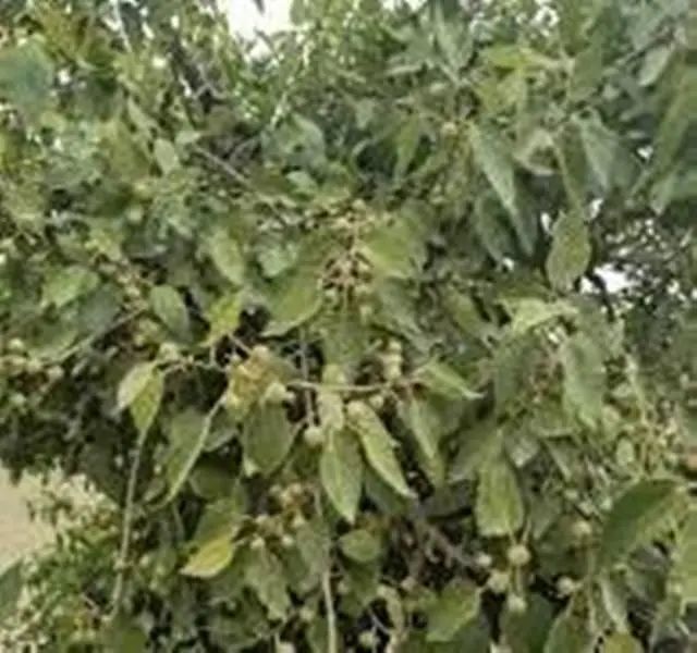 埃及西奈沙漠中的野生无花果