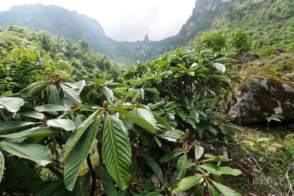 苍山综合科考志愿者招募|从金盏村出发,探寻苍山的另一种可能_腾讯
