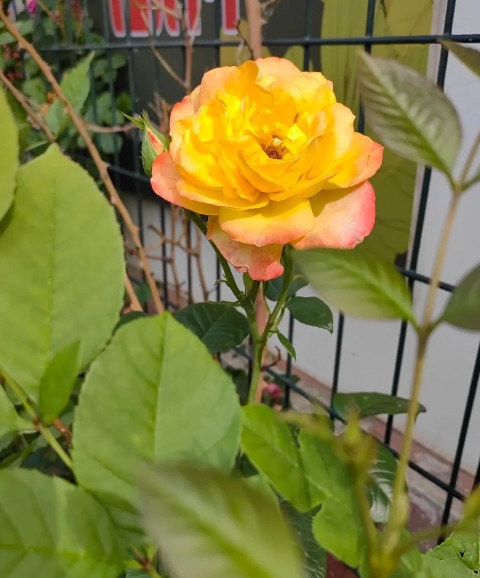 城市小游园之『崇孝园』