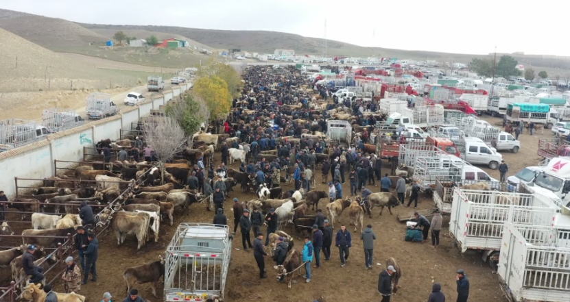 新疆褐牛,哈萨克羊,伊犁马本土品种走俏特克斯