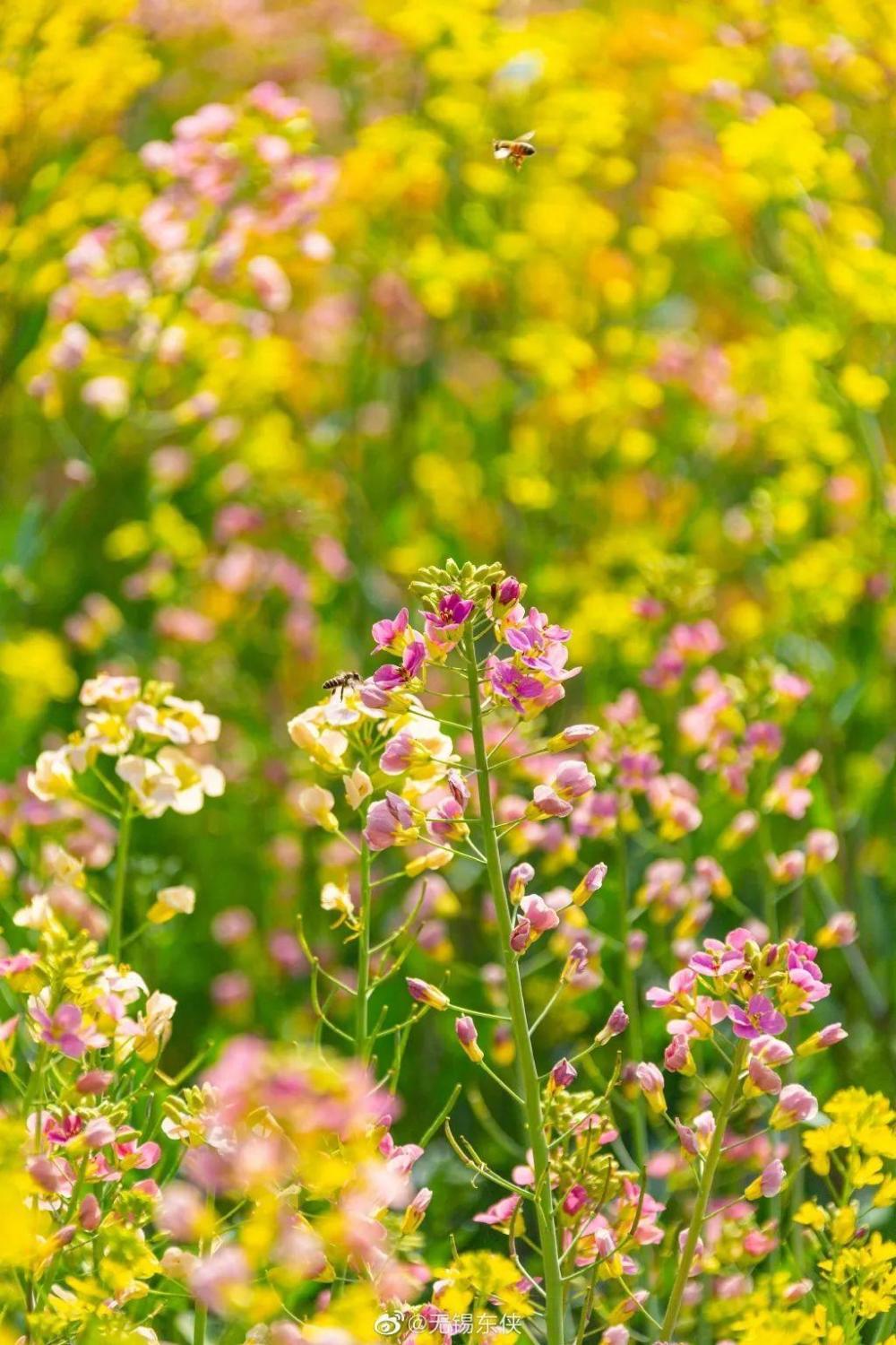 临海上江村百花园票价图片