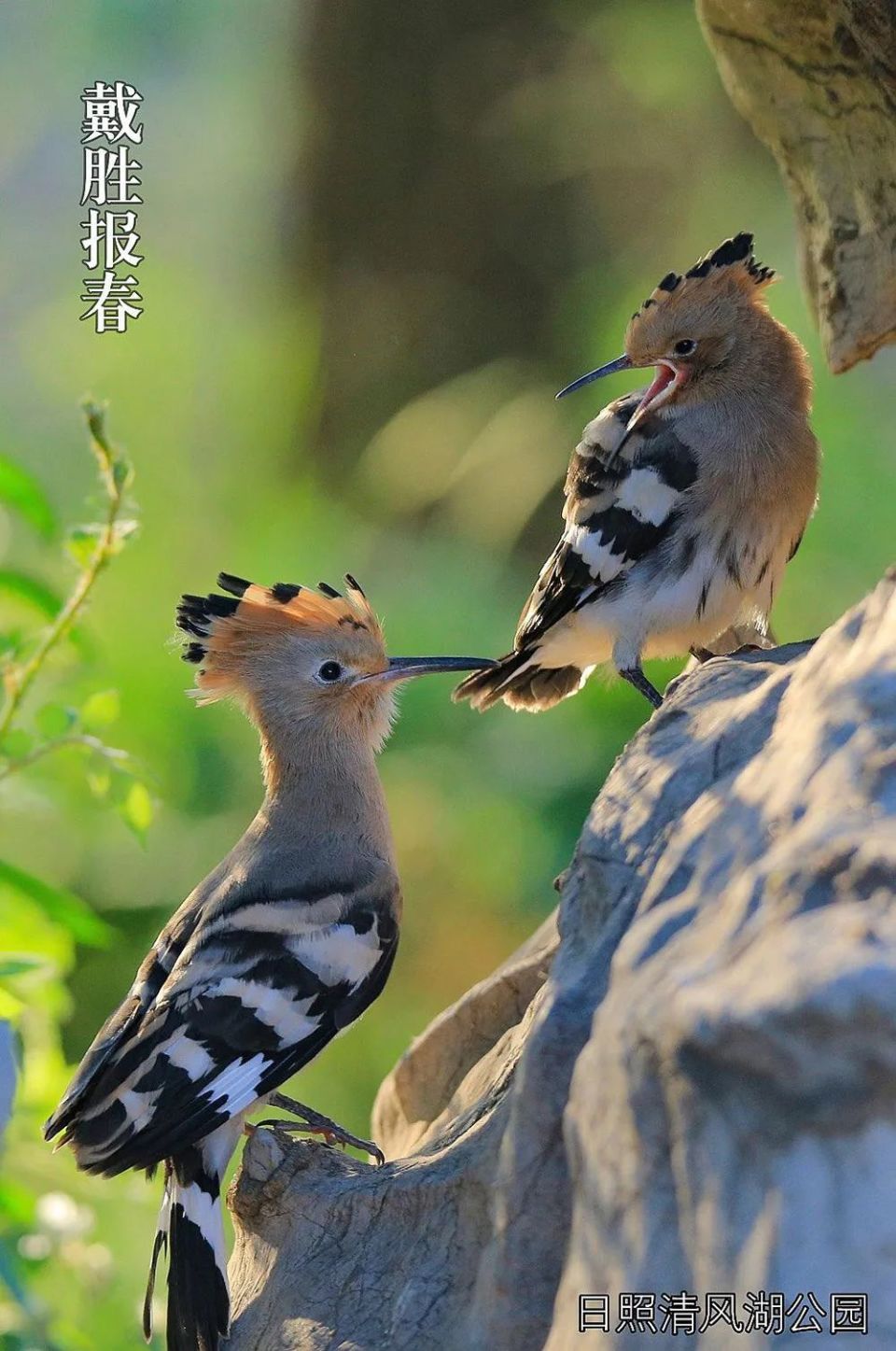 邂逅"日照美"!一大波美图来袭
