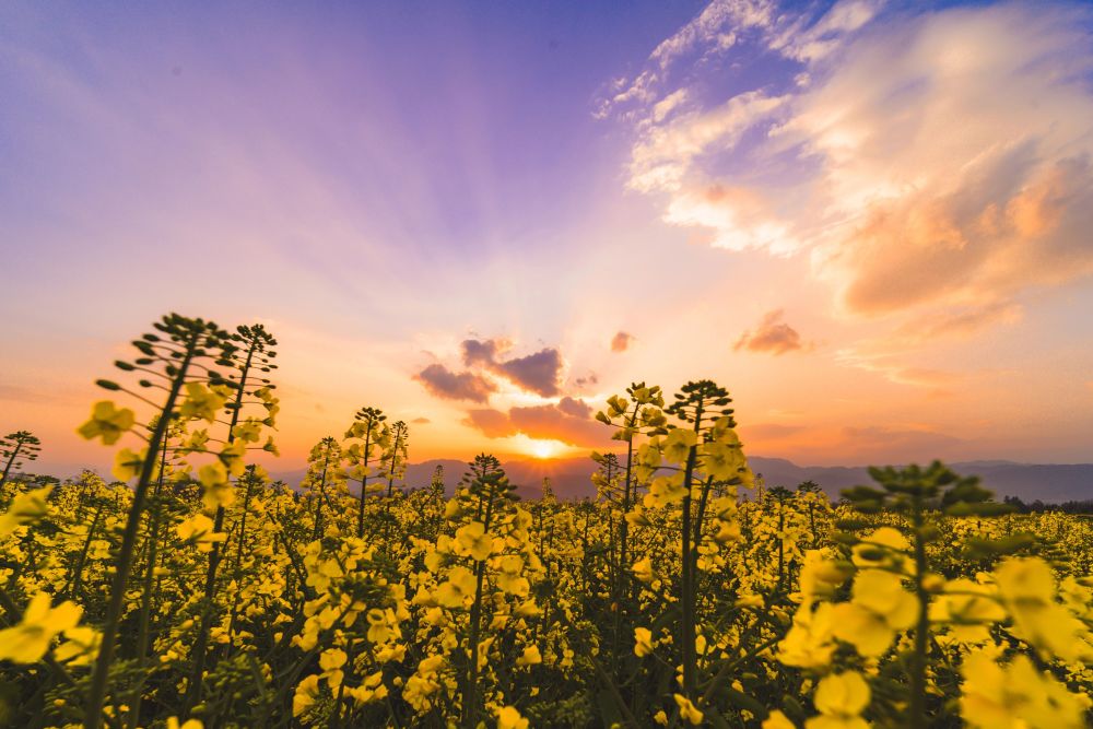 世界花园·腾冲之旅丨3月腾冲界头油菜花盛放，赴一场治愈系春日之约_腾讯新闻