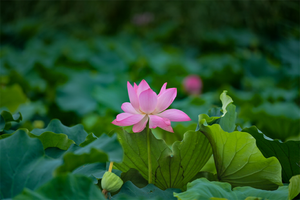 在睢宁,遇见"夏雨荷"……真俊!