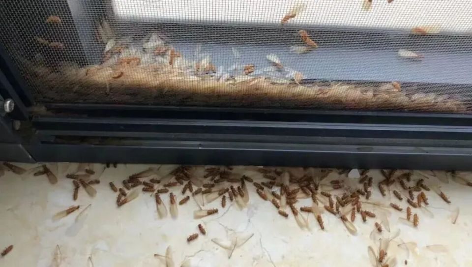 提前20多天到来，关窗！关窗！关窗！_腾讯新闻