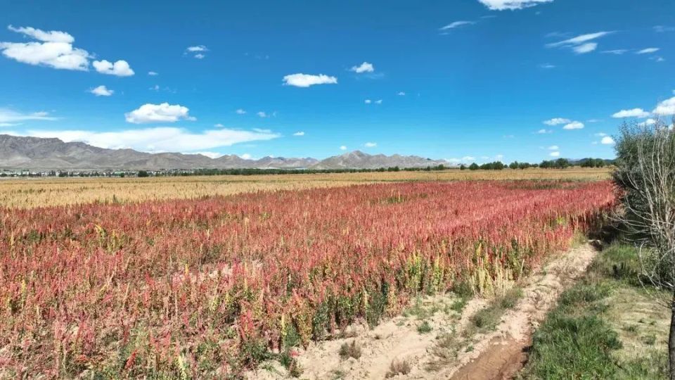 【作风在线】萨迦县发扬"四敢"精神 开新局谱新篇 全力推动各项事业