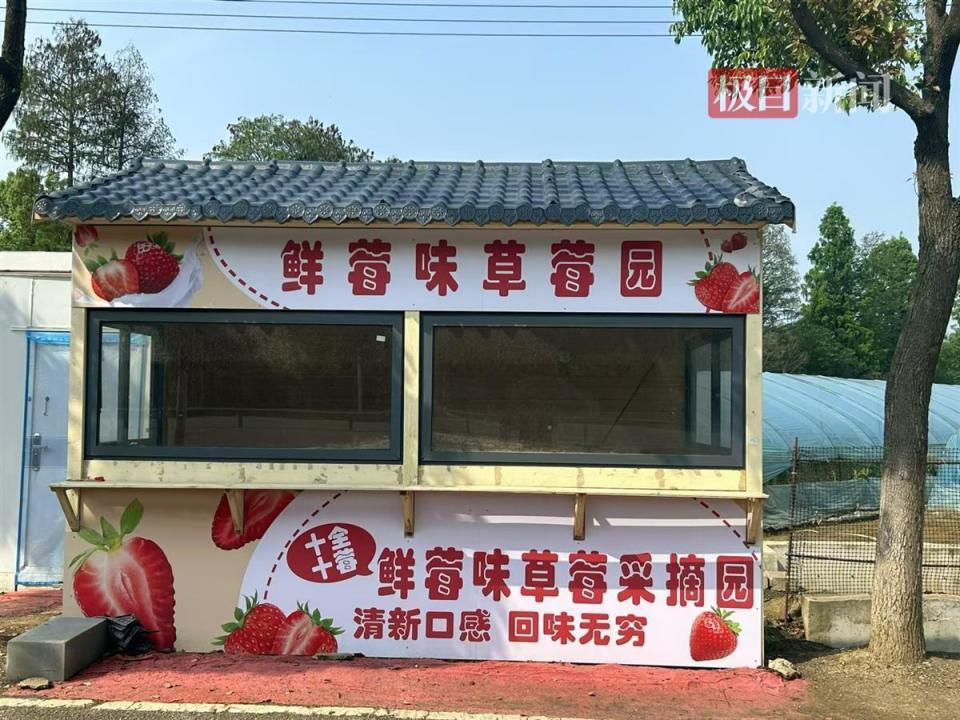 "草莓种植户张婆婆说,木屋的设计很美观,招牌也很醒目,吸引了更多游客