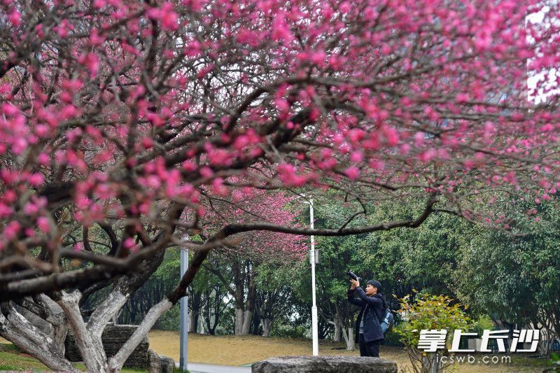 组图丨沙湾公园梅花正盛