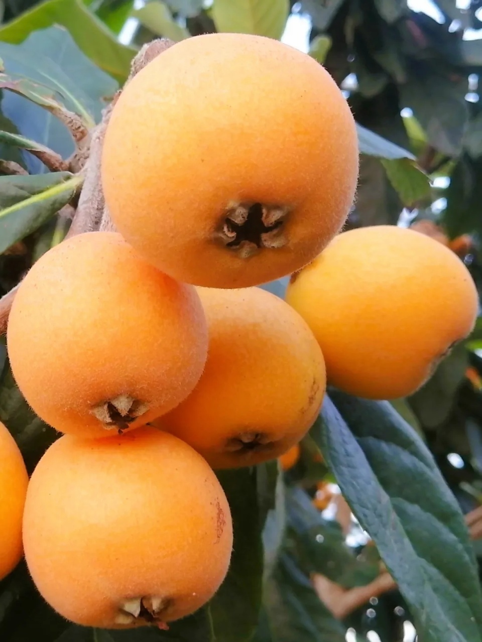 莆田枇杷的这些优点你了解多少