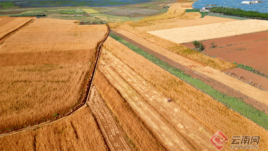 高清组图云南丘北18万亩小麦喜获丰收