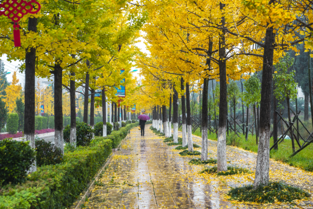 嵩明打造美丽街道 处处皆风景