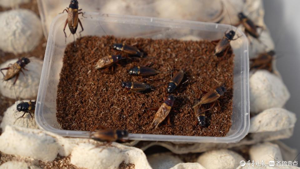 成吨的蟋蟀热销国际市场,且看聊城"冷门"致富路