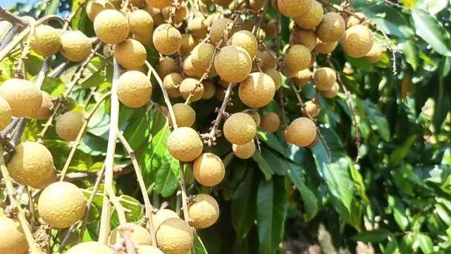 壁纸 矢量 水果 小果 植物 640_360