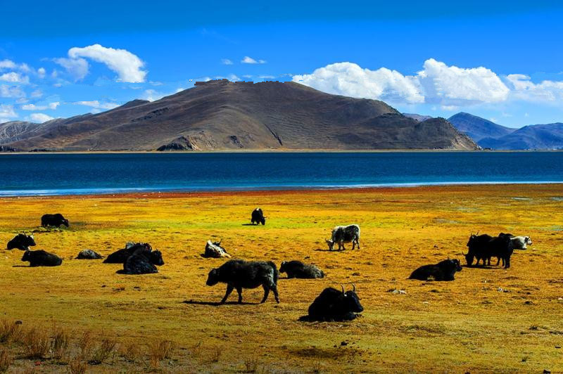 拉萨市林周县春堆乡春堆村因地制宜栽饲草种桃树建砖厂踏出乡村振兴