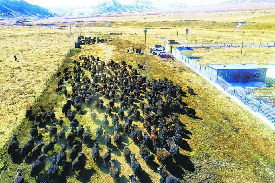 资源"转起来" 农民"赚起来" ——同德县尕巴松多镇完科村见闻