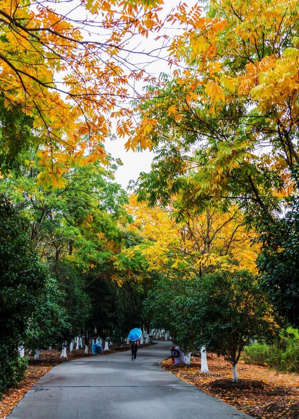 官宣:苏州入秋!_腾讯新闻