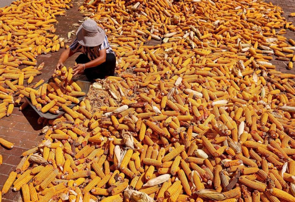 枣庄农民秋收忙