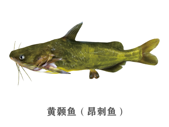 中华大眼鳊鱼图片图片