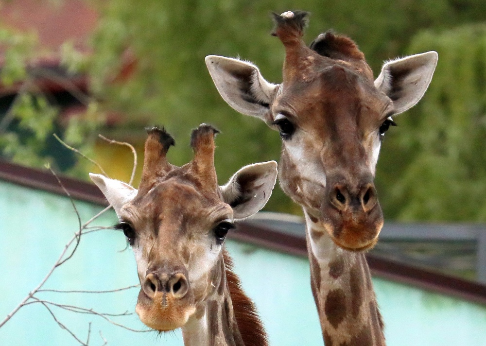 俄罗斯罗伊夫鲁奇动物园