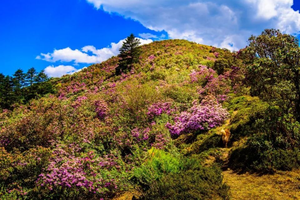 走进大姚小百草岭,赏多彩梦幻的杜鹃花海_腾讯新闻