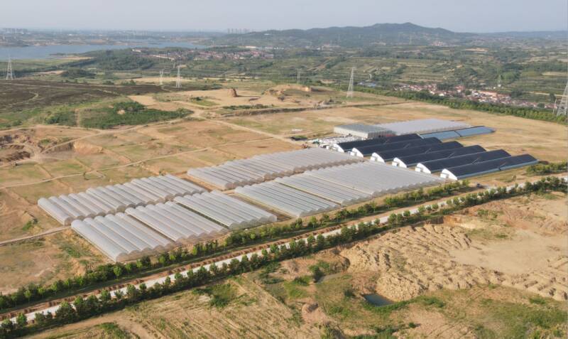 威海市环翠区桥头镇:小蓝莓结出"致富果"