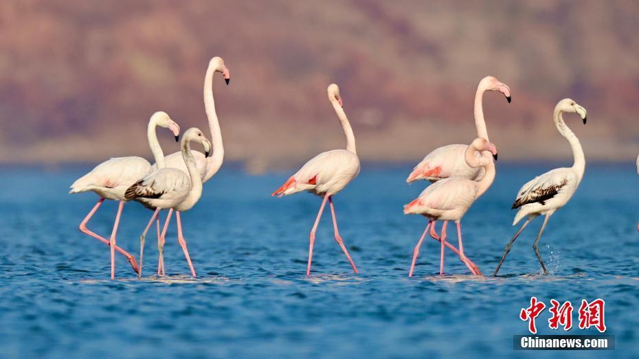 在黄海湿地越冬的火烈鸟开始返乡