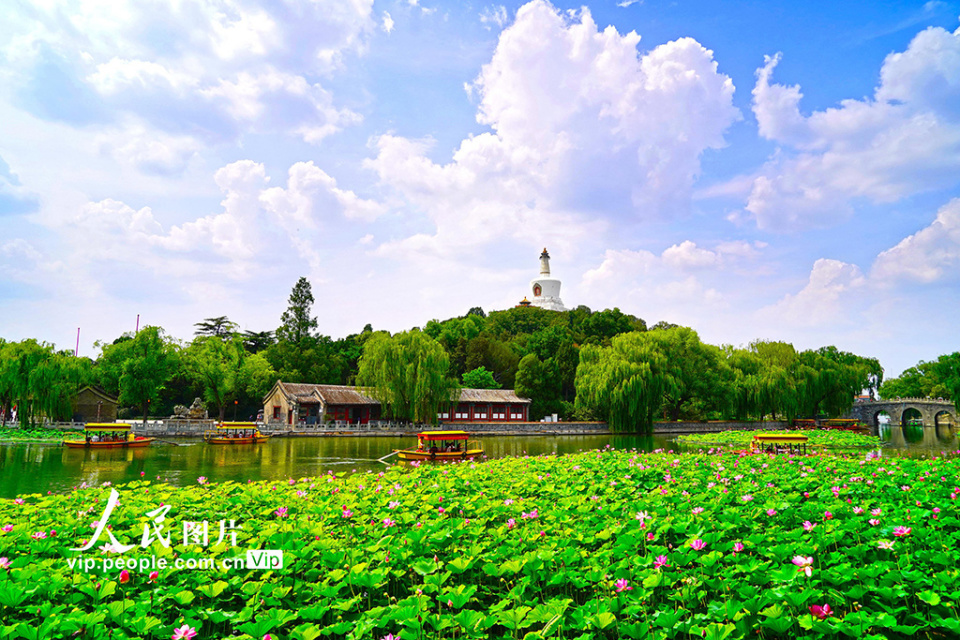 北京:北海公园夏日赏荷