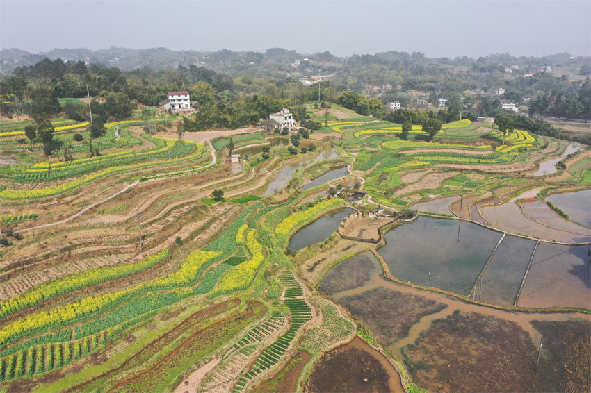 泸州油菜花基地图片