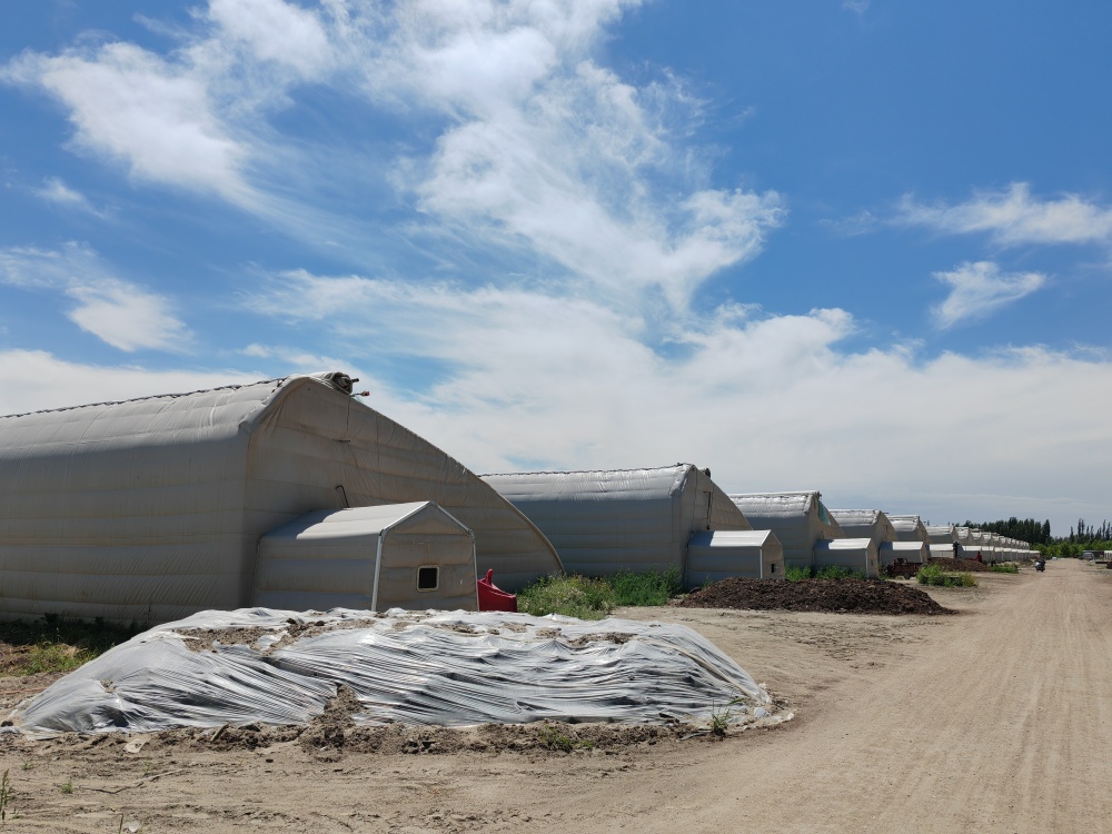 新疆阿瓦提:现代化大棚结满幸福果