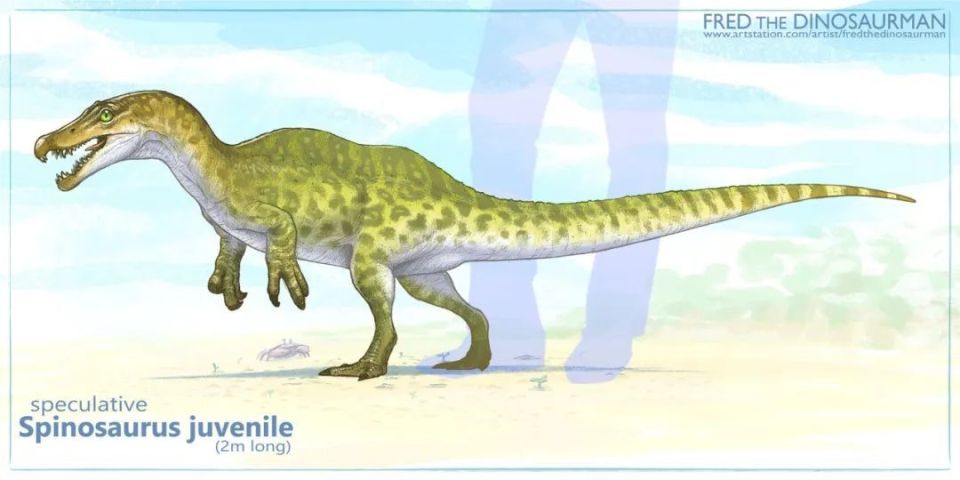 刚出生的小棘龙有多可爱!