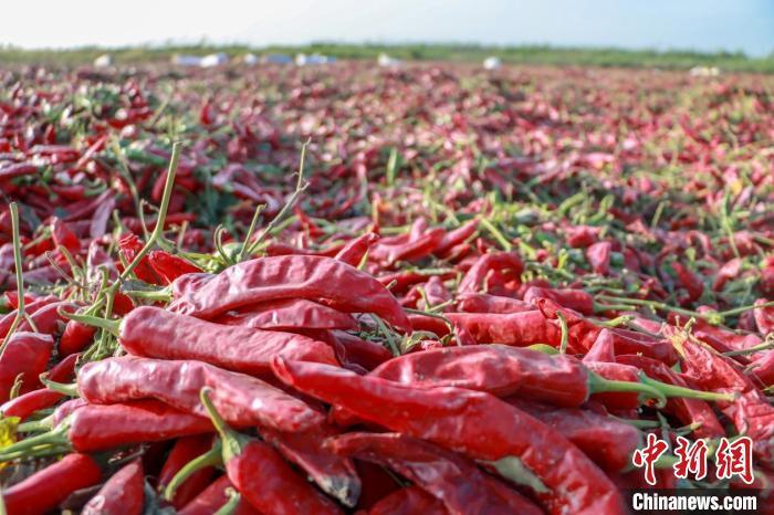 新疆博湖六万余亩色素辣椒迎来丰收