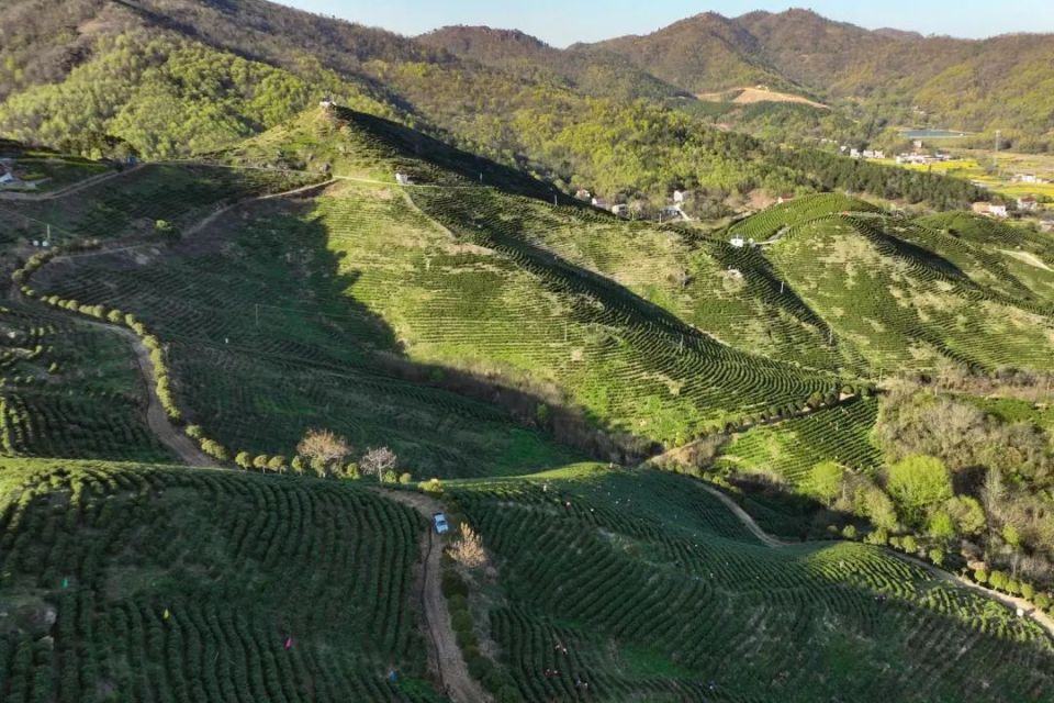 "一片叶子"长成了"富村山居图"_腾讯新闻