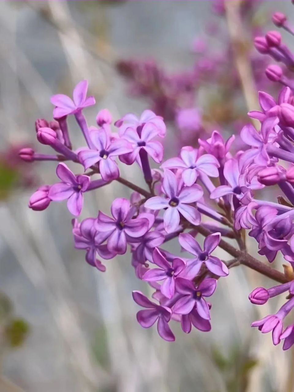 丁香花的图片和资料图片