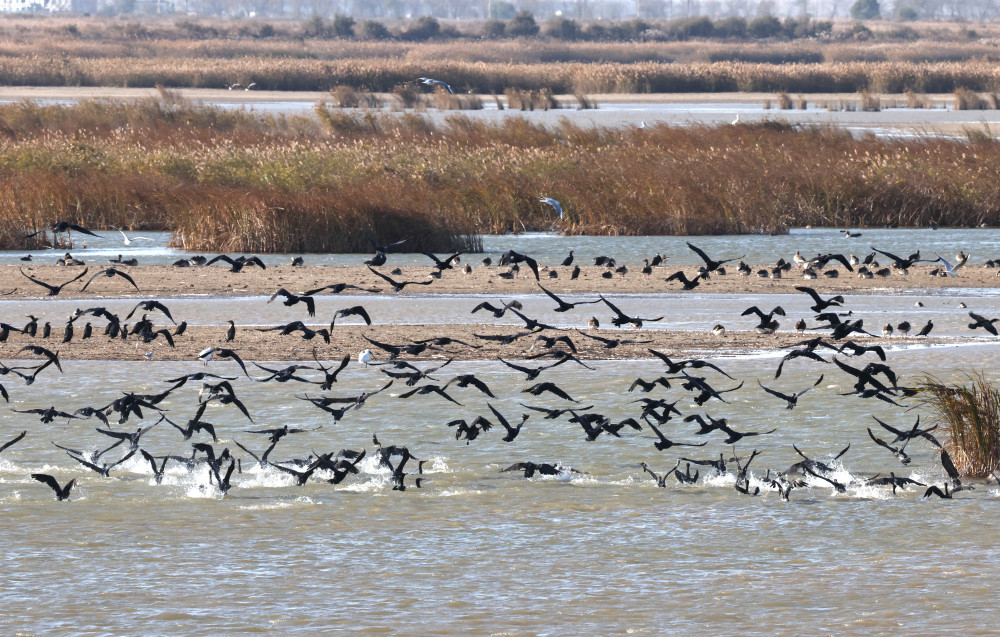 山东黄河三角洲国家级自然保护区迎来大批越冬候鸟