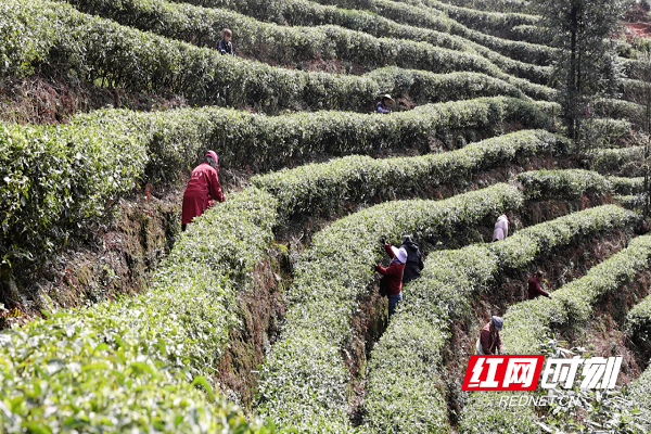 每天晚上6点前,清泉镇各个茶场新采摘的鲜叶及时运送到镇域内的一叶神
