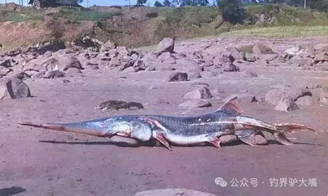禁渔后,消失几十年神秘鱼种又回来了,长江"无鱼现
