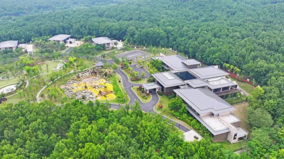 淮南迎宾馆两琴相悦大通湿地公园月季园老龙眼生态公园老龙眼风景区