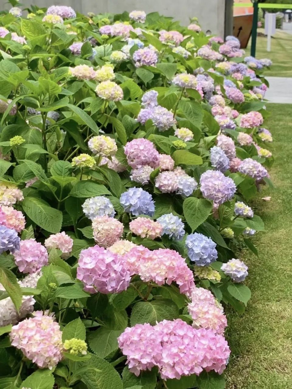 "南京西路已成绣球花的海洋!