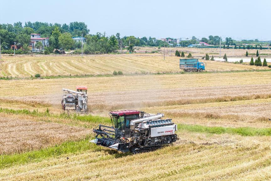 安徽桐城:多方协调收割机 14万亩小麦收割正酣