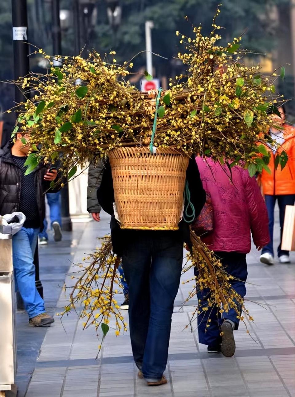 美哭重庆腊梅观赏地图大部分免费