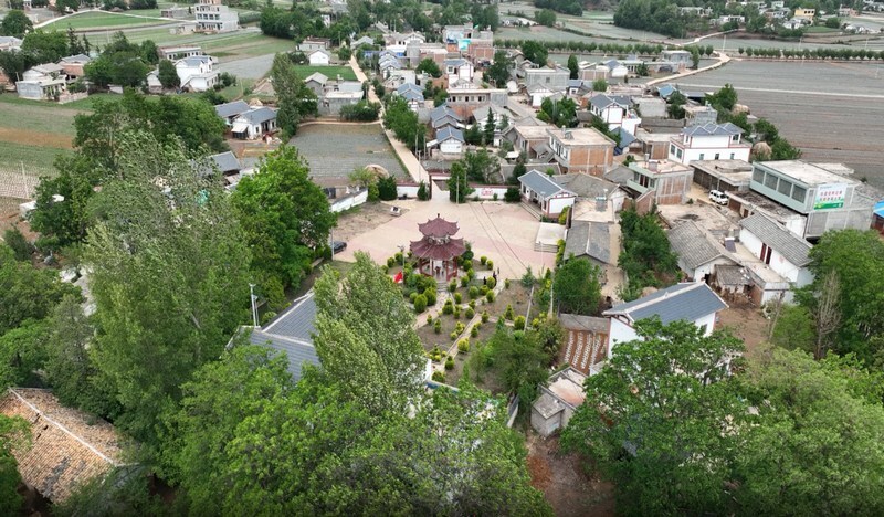 贵州威宁:携手奋进"金叶共富路"