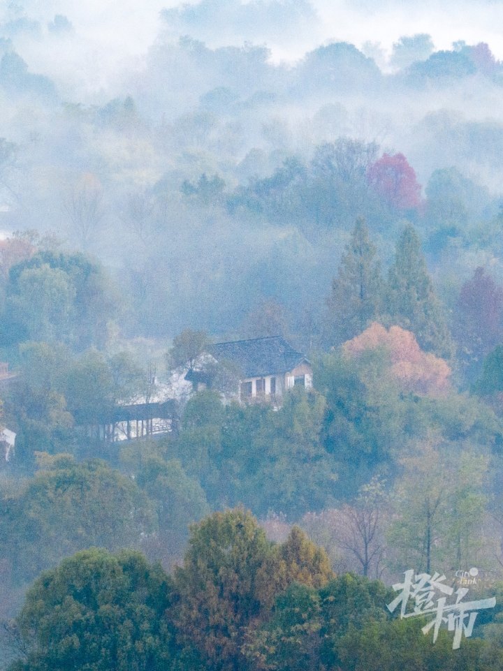 你见过这样的西溪湿地吗?_腾讯新闻