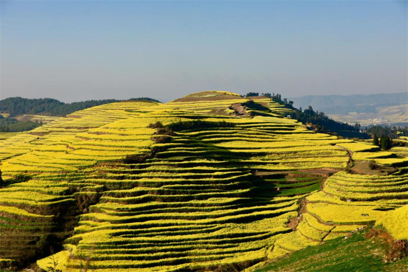 超全旅游攻略——大美罗平要这样玩!_腾讯新闻